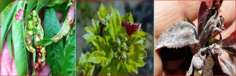 Zsigó György – Hasznos közlendők kertbarátoknak – 2017/4