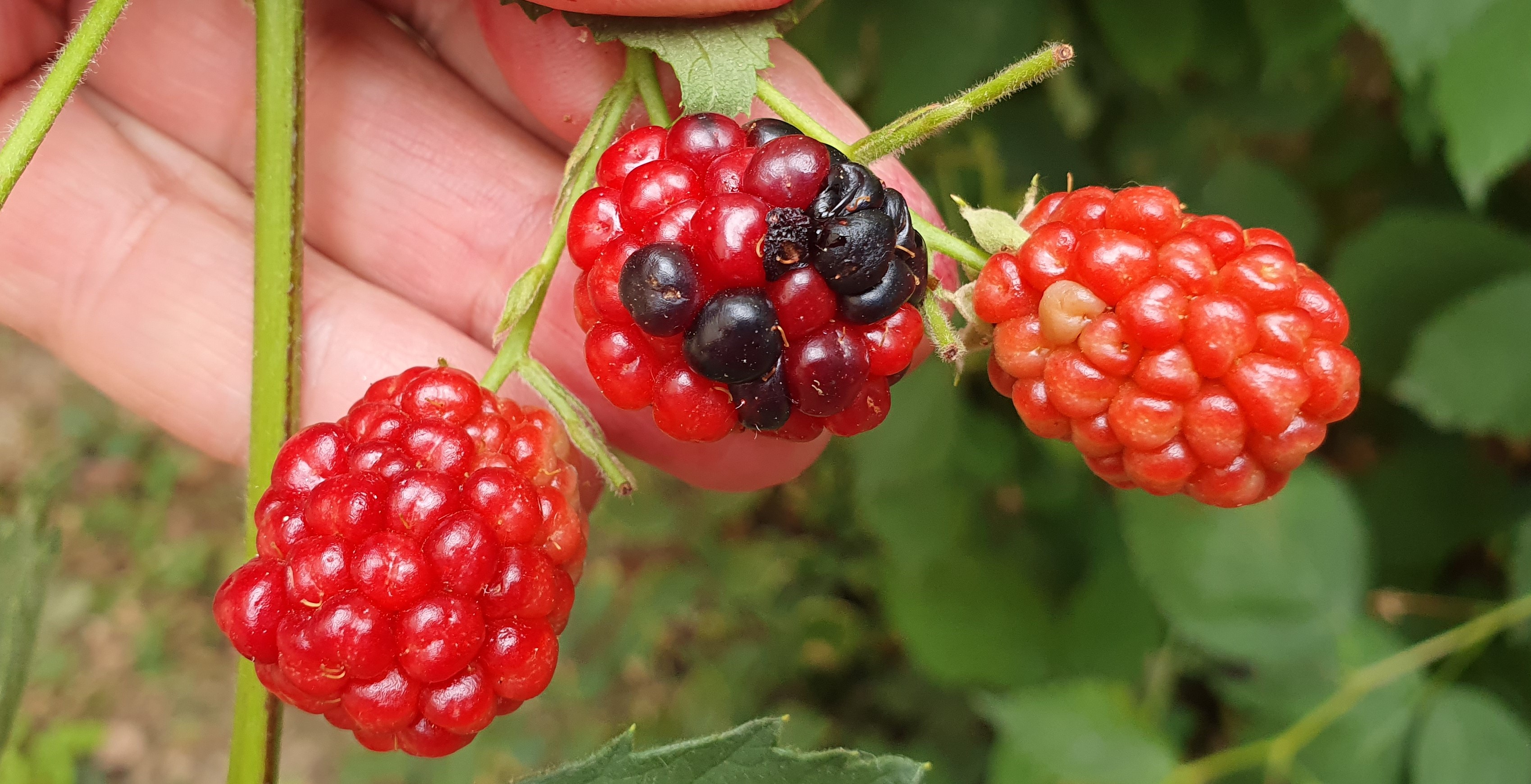 2022. évi 20. növényvédelmi felhívás – Zsigó György