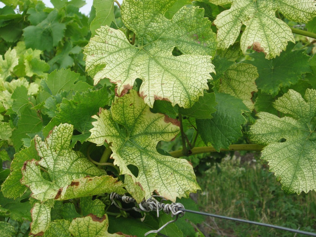 Növényvédelmi teendők – 2018. június 23-29.