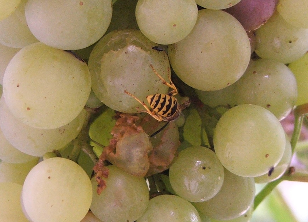 Növényvédelmi teendők – 2013. augusztus 22- 28.