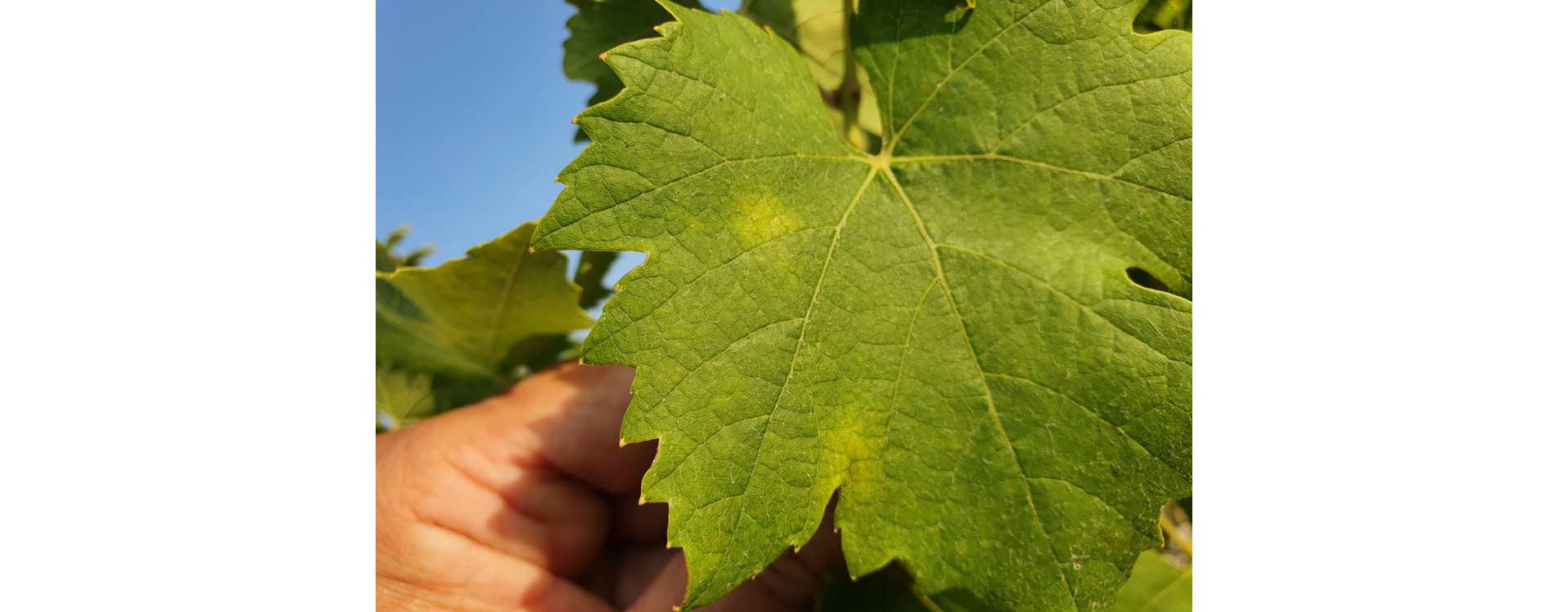 2021. évi 18. növényvédelmi felhívás – Zsigó György