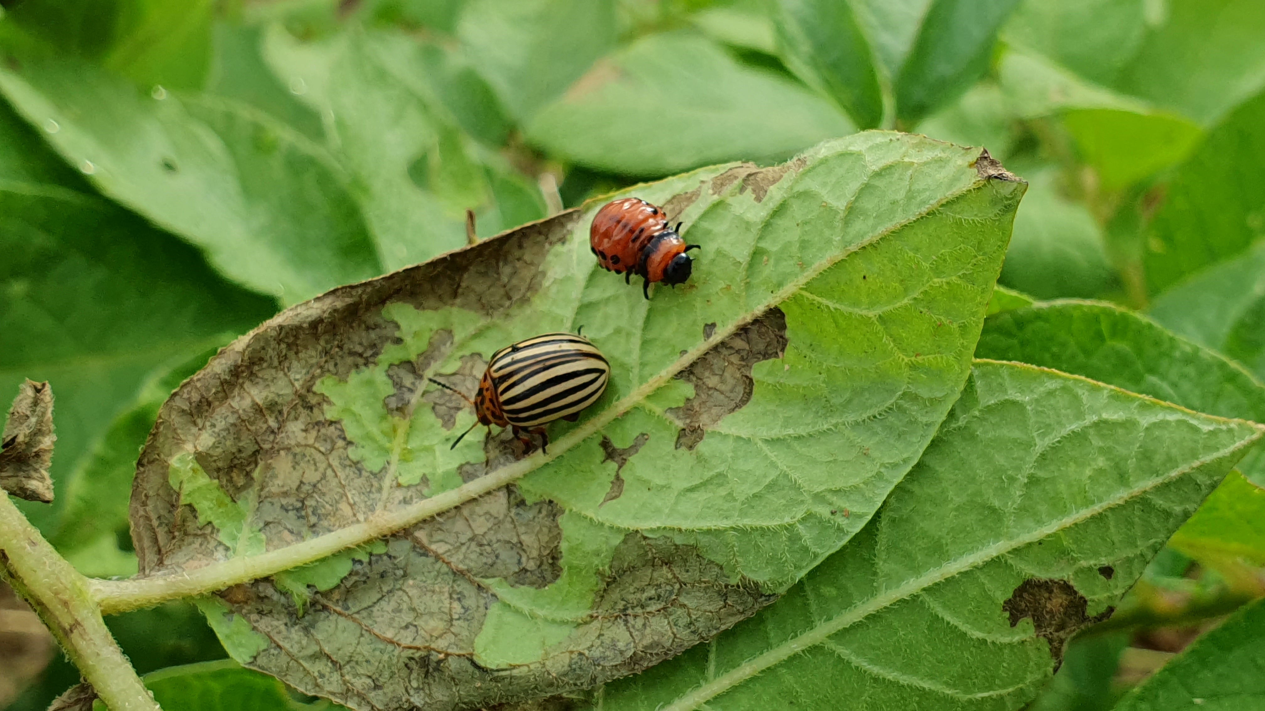 2024. évi 15. növényvédelmi felhívás