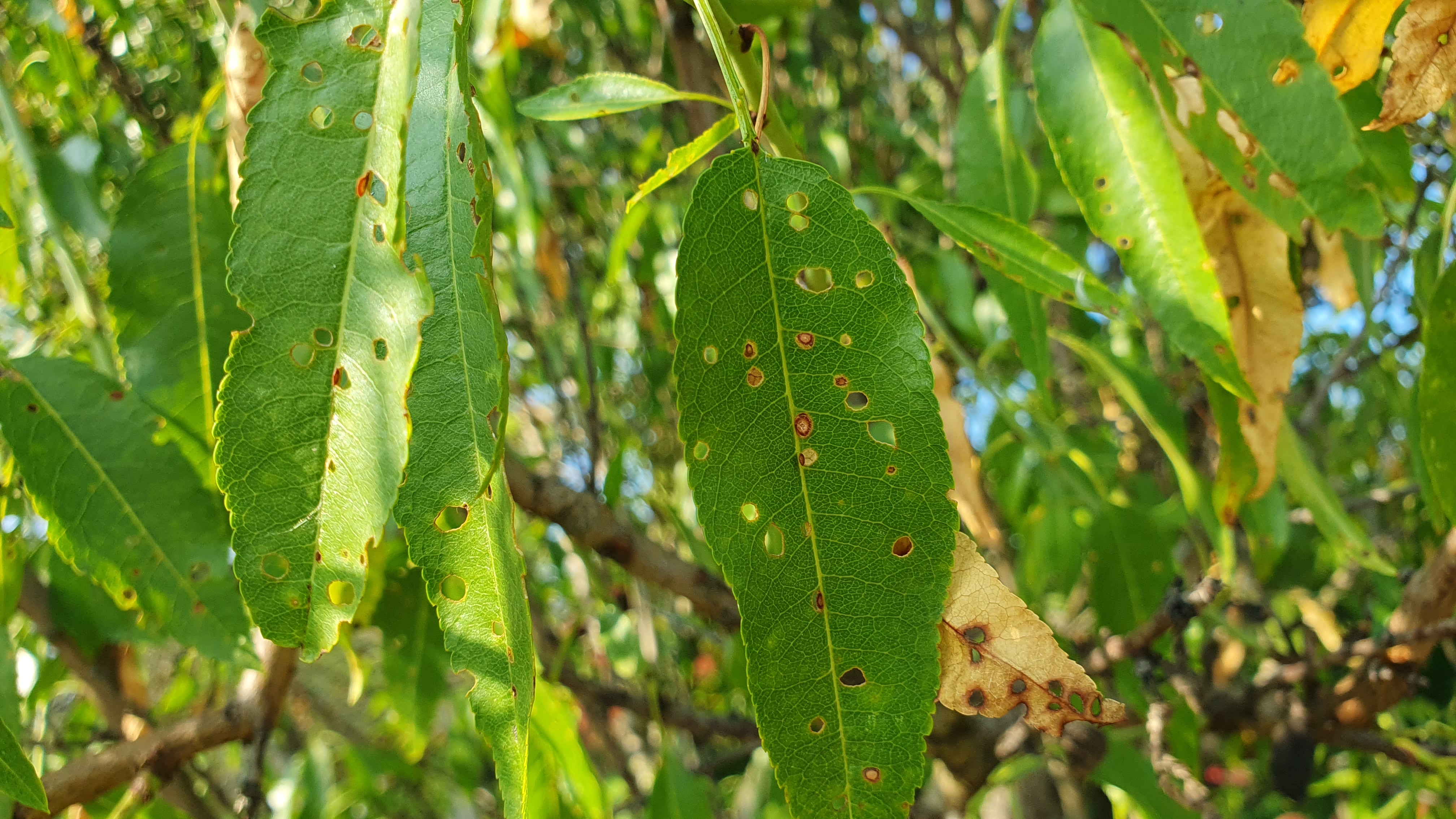 2023. évi 20. növényvédelmi felhívás – Zsigó György