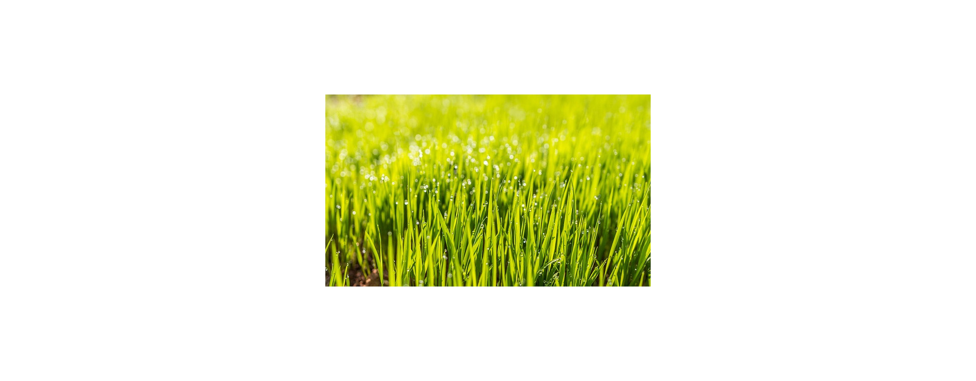 Hogyan válasszunk gyepet?