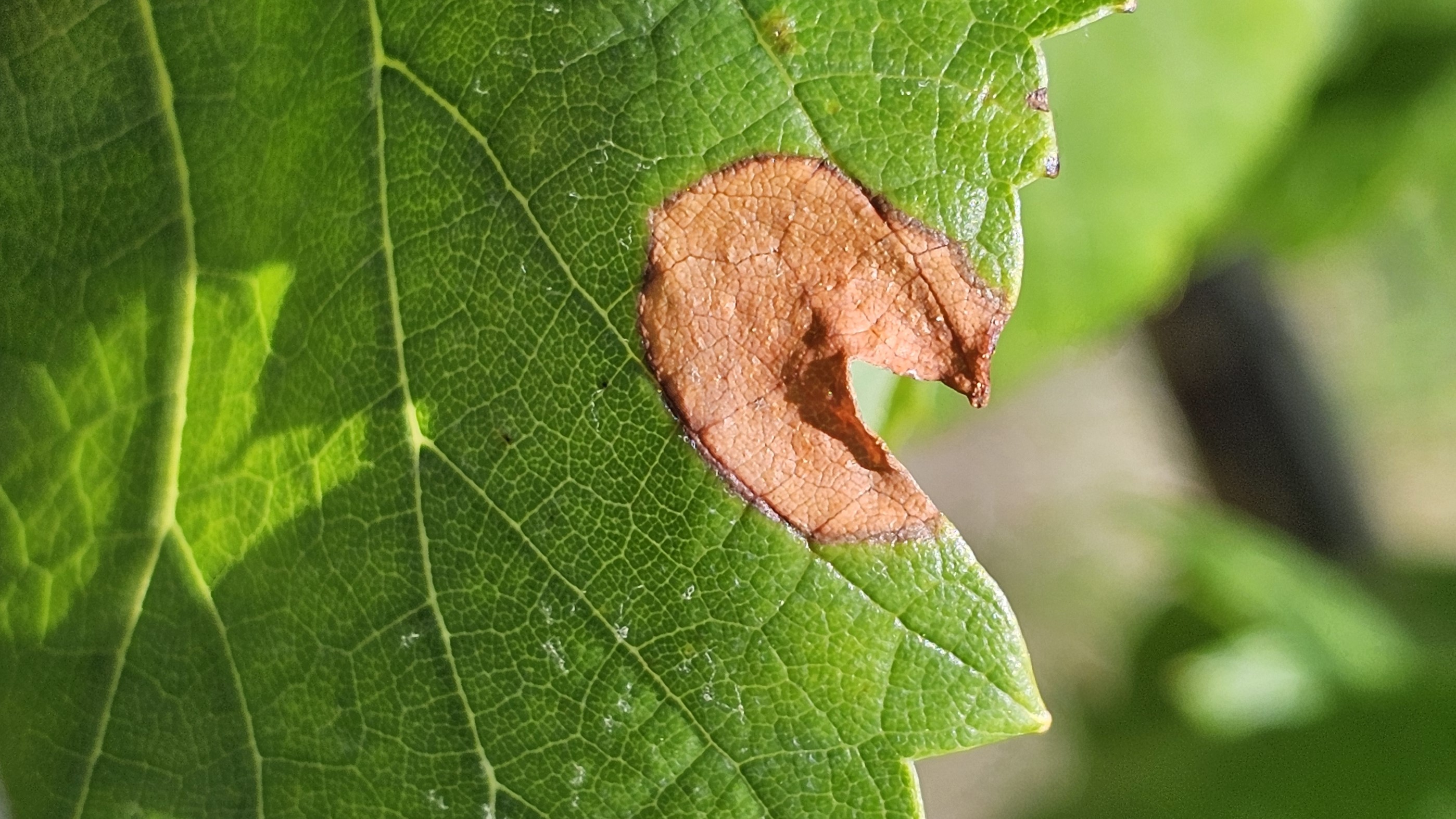 2024. évi 13. növényvédelmi felhívás