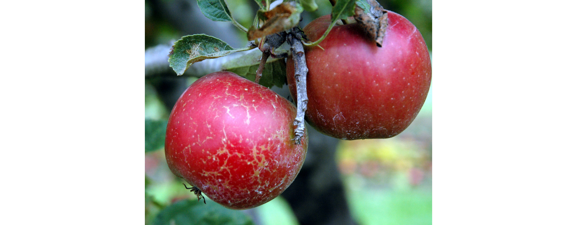 Növényvédelmi teendők – 2019. szeptember 5-11.