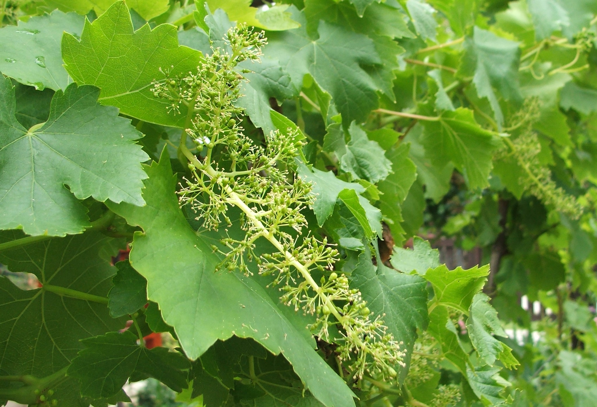 Növényvédelmi teendők – 2013. június 7-13.