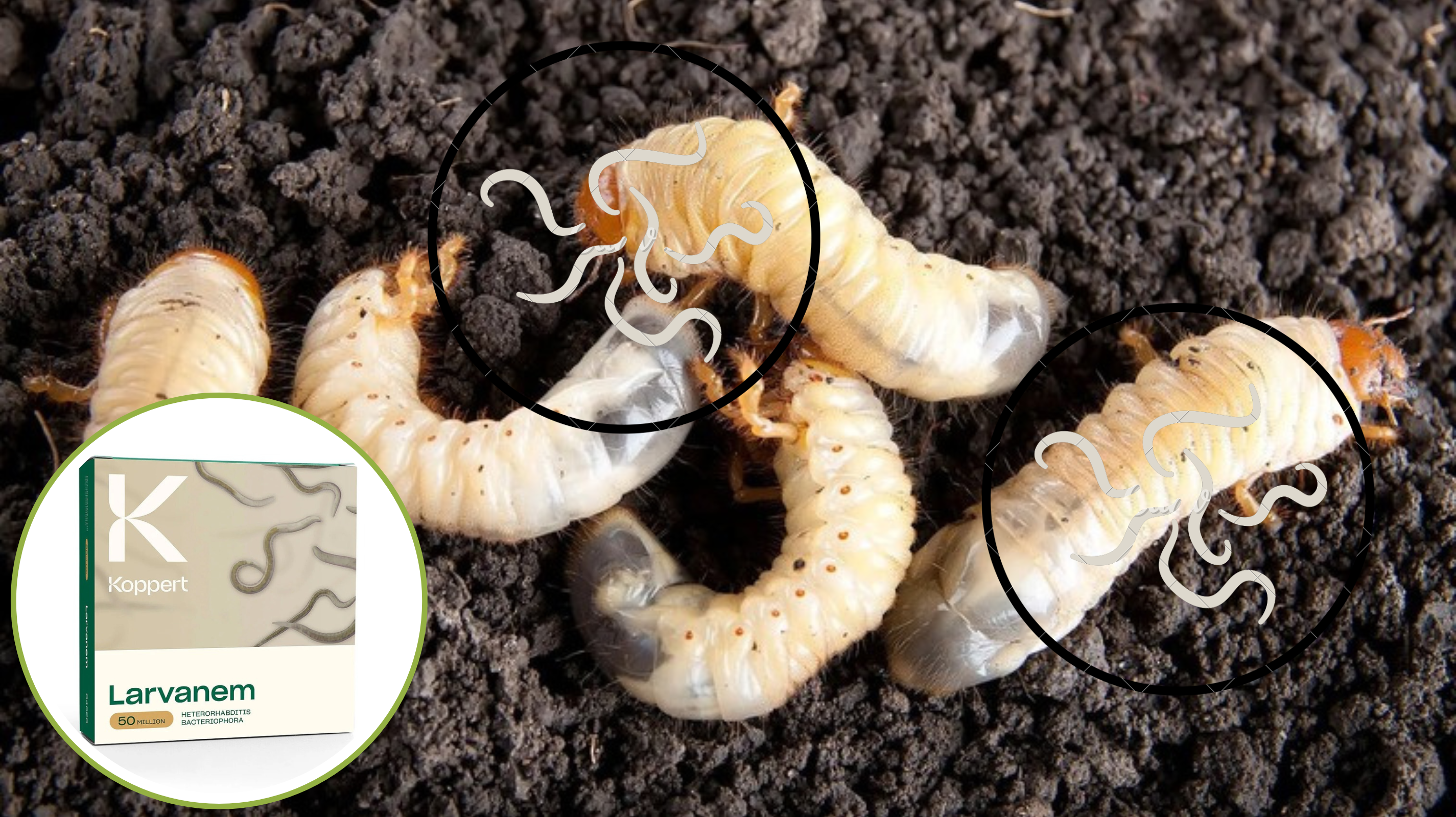 TIPP! Pajorok a gyepben? A Larvanem a természetes megoldás!