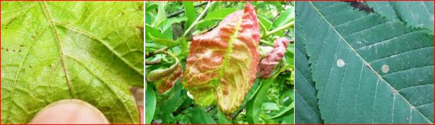 Zsigó György – Hasznos közlendők kertbarátoknak – 2018/8