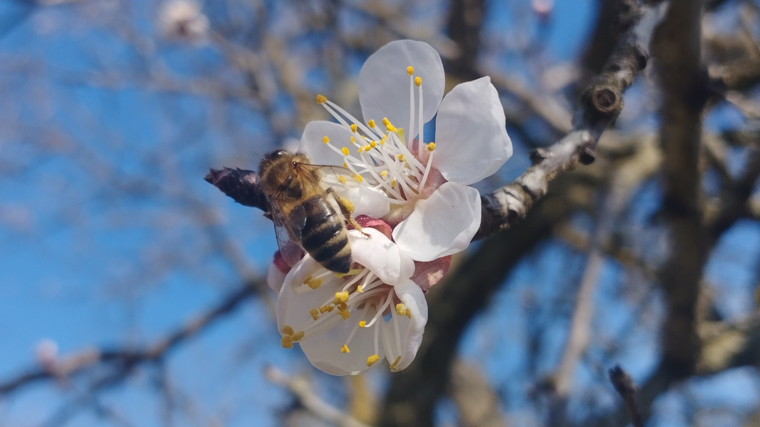 Tegyünk többet a méhekért!