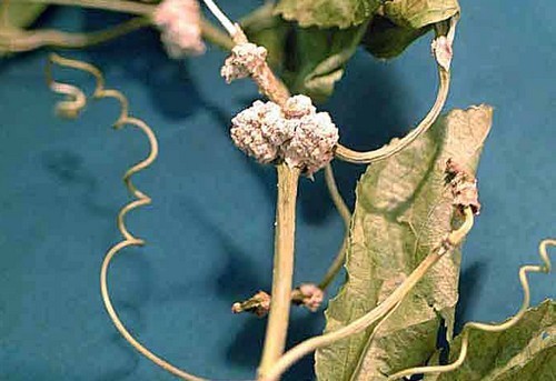 Növényvédelmi teendők – 2017. szeptember 4-10.