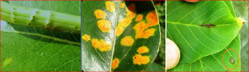 Zsigó György – Hasznos közlendők kertbarátoknak – 2016/10