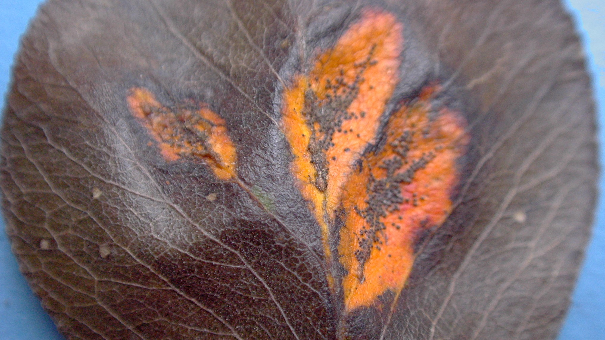 Terjed a körterozsda