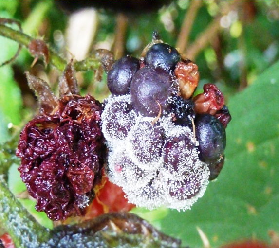 Zsigó György – Hasznos közlendők kertbarátoknak – 2014/15