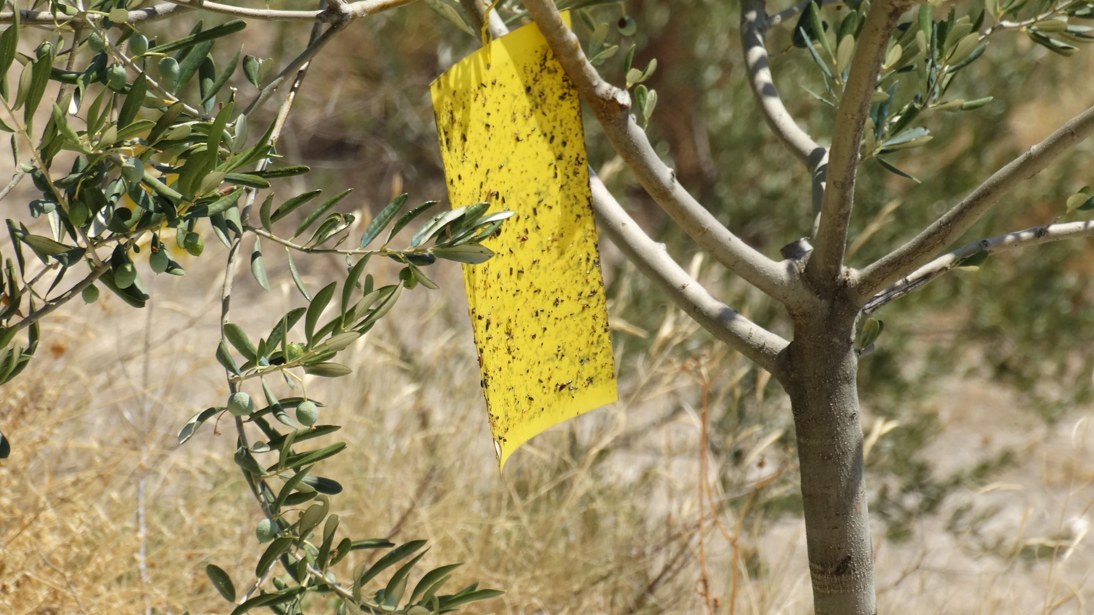 Ne hozzunk haza növényt a nyaralásból!