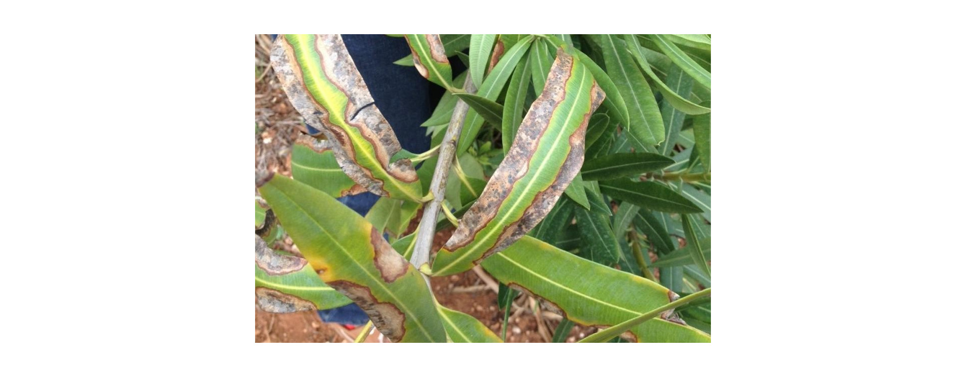 Növényvédelmi teendők – 2021. augusztus 5-11.