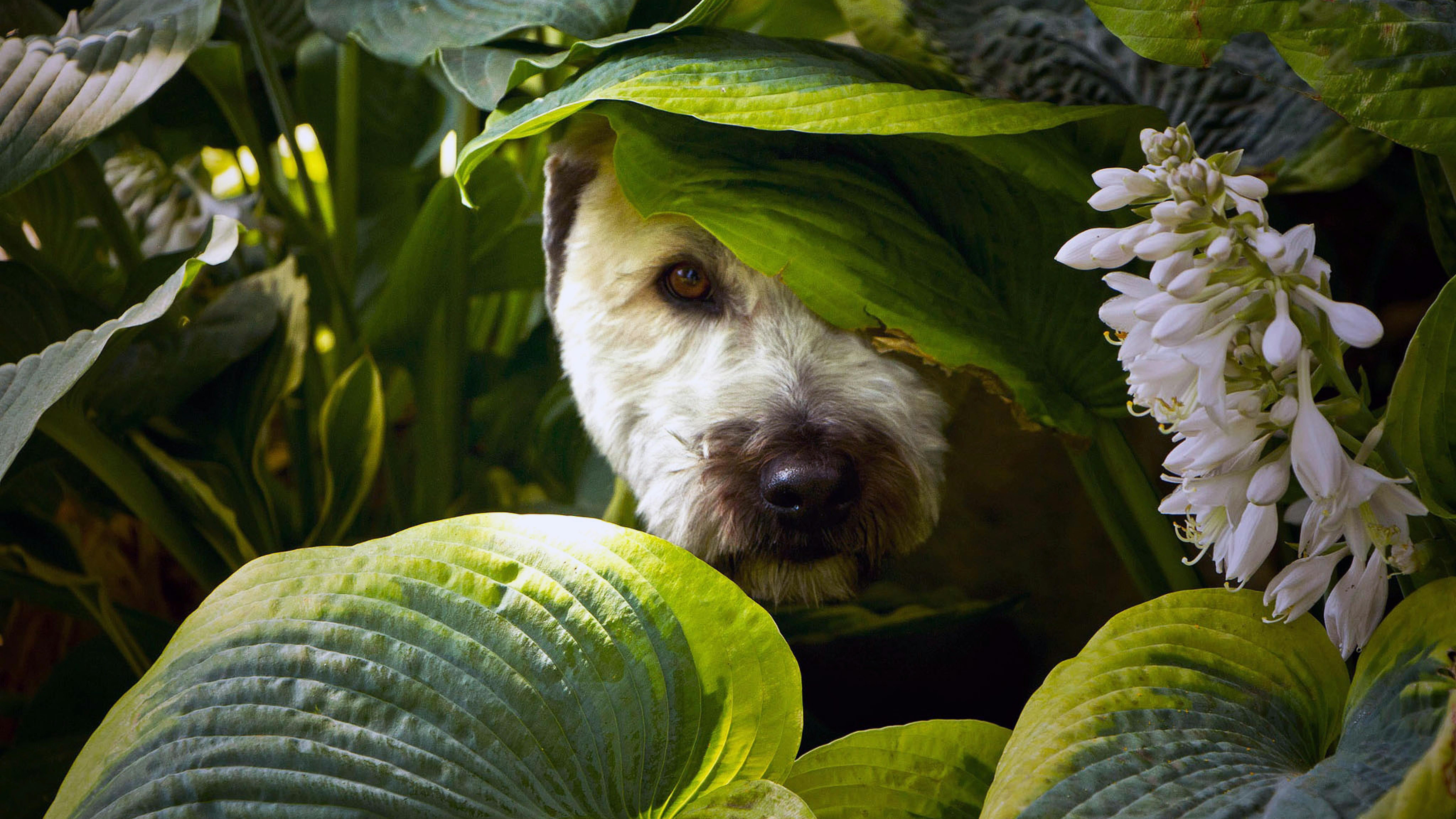 Kutyabarát kert: biztonságos kialakítás