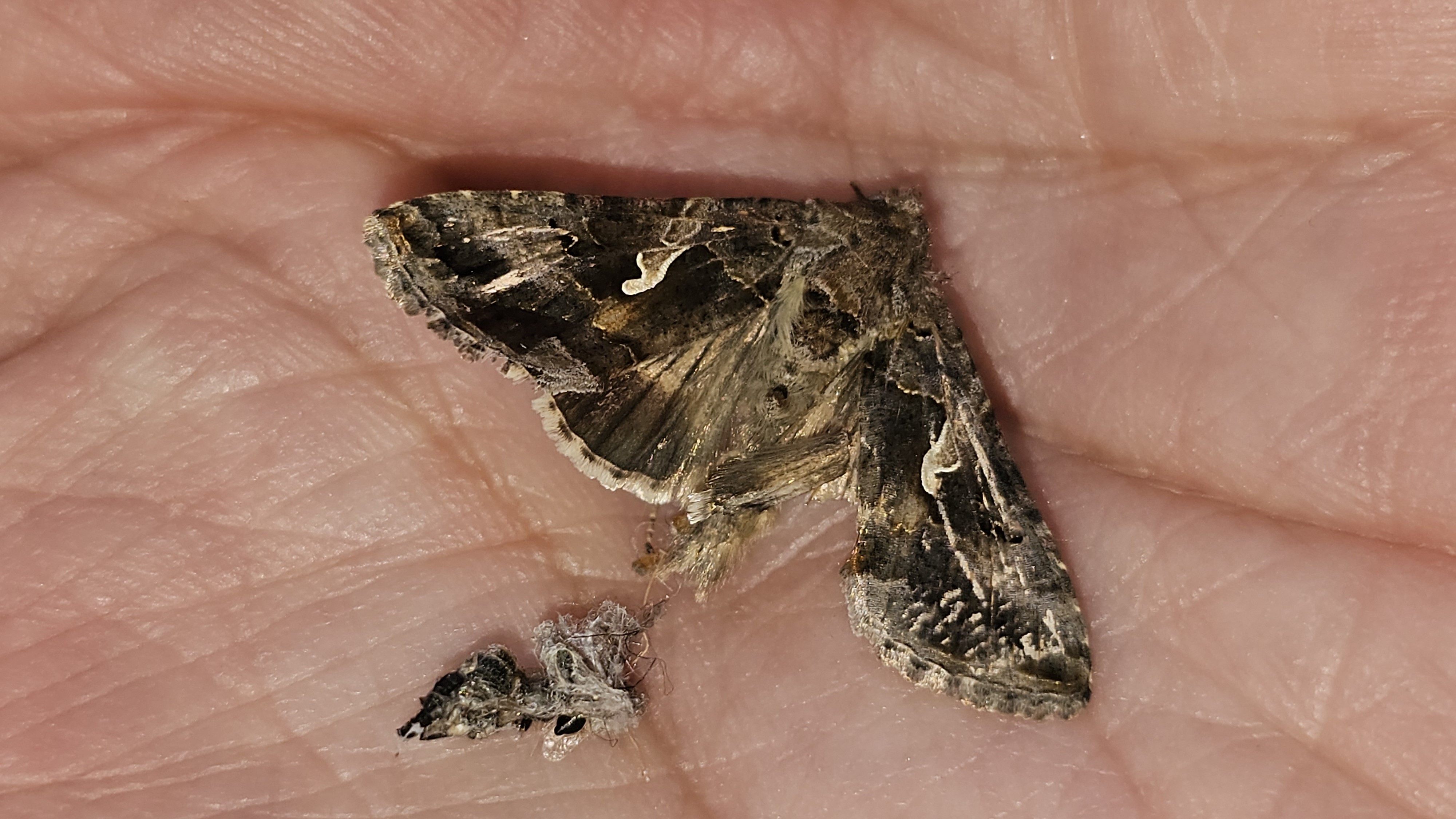 Elözönlötte Magyarországot a gamma bagolylepke