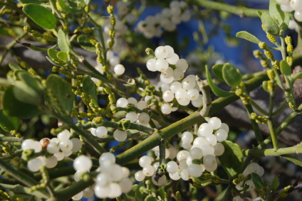 A varázslatos fagyöngy