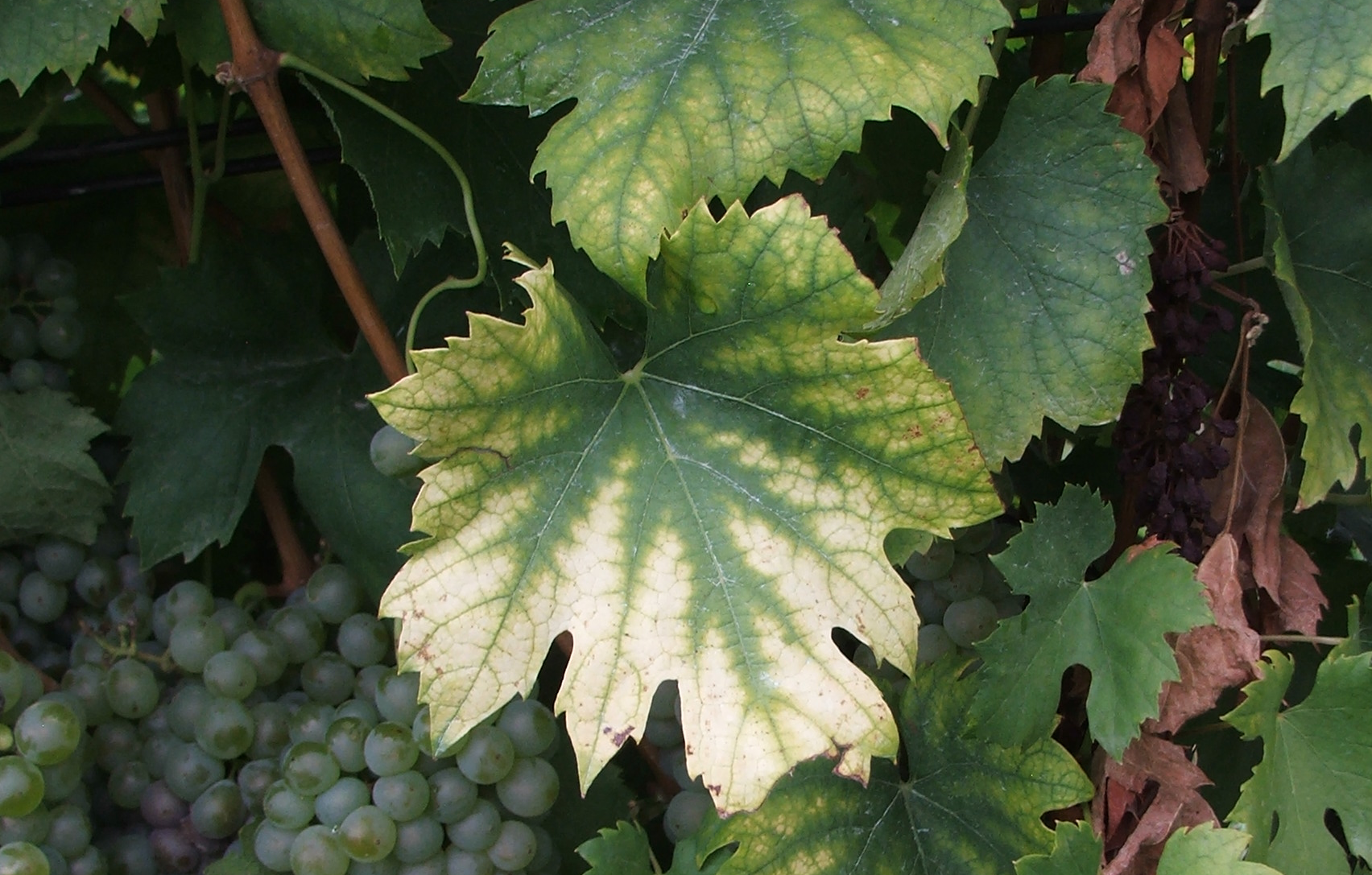 Növényvédelmi teendők – 2022. július 15-21