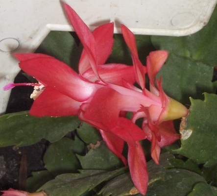 A karácsonyikaktuszról