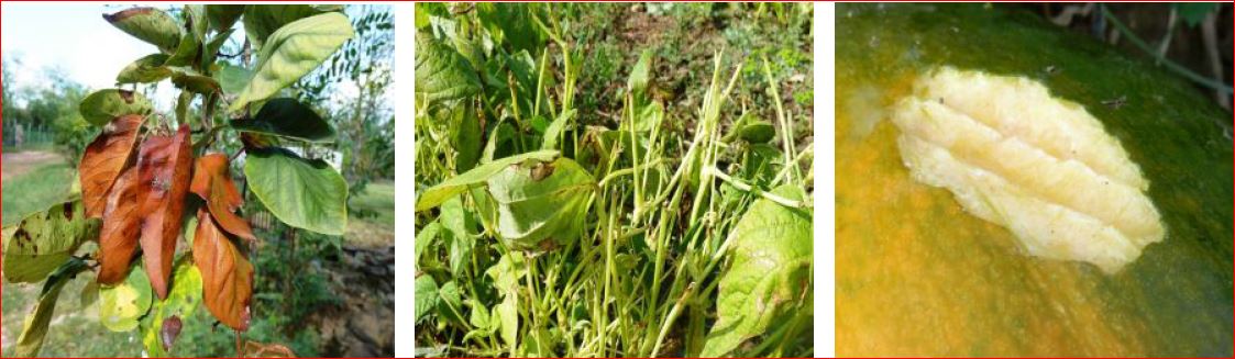 Zsigó György – Hasznos közlendők kertbarátoknak – 2016/22