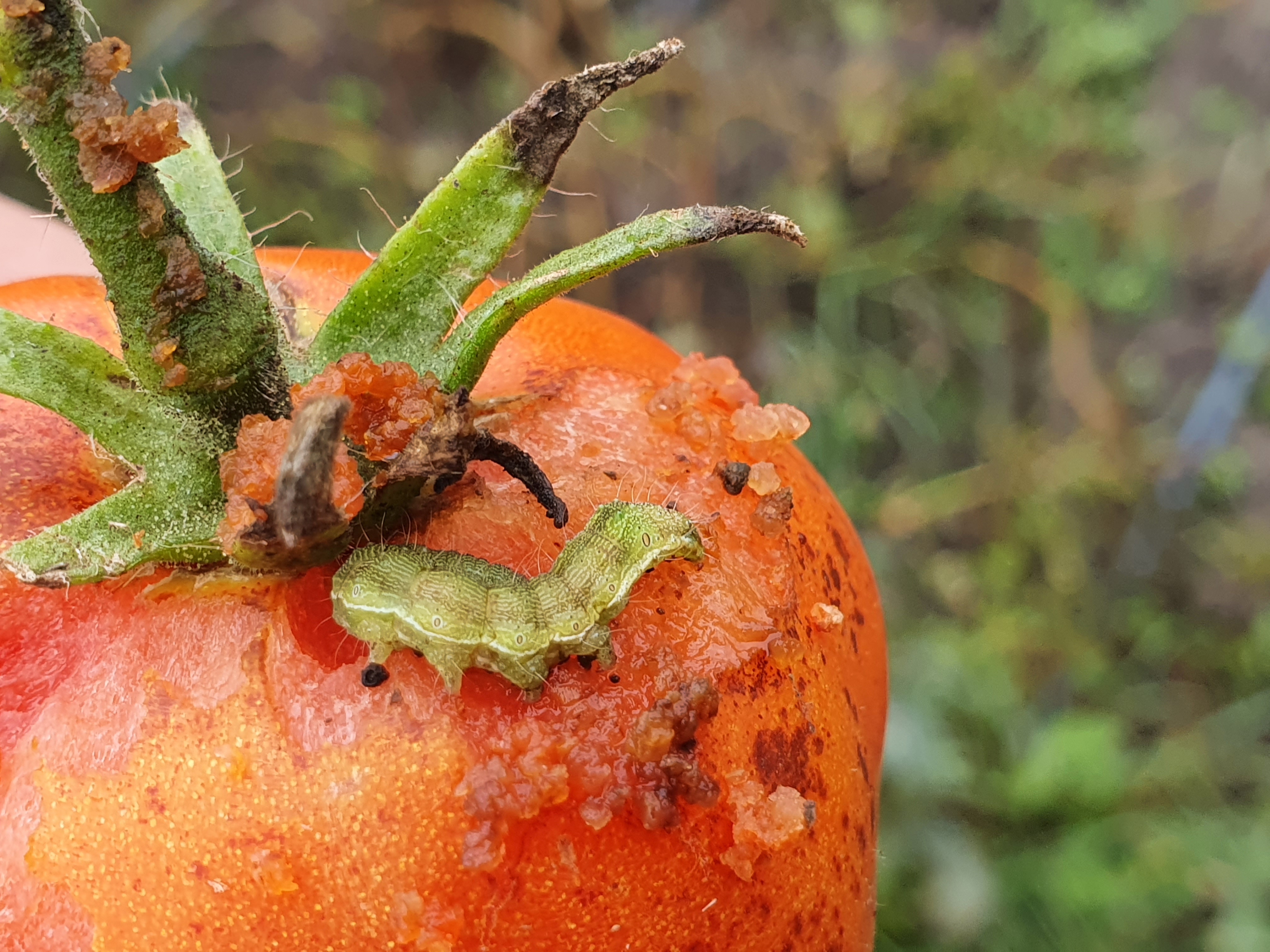 2021. évi 19. növényvédelmi felhívás – Zsigó György