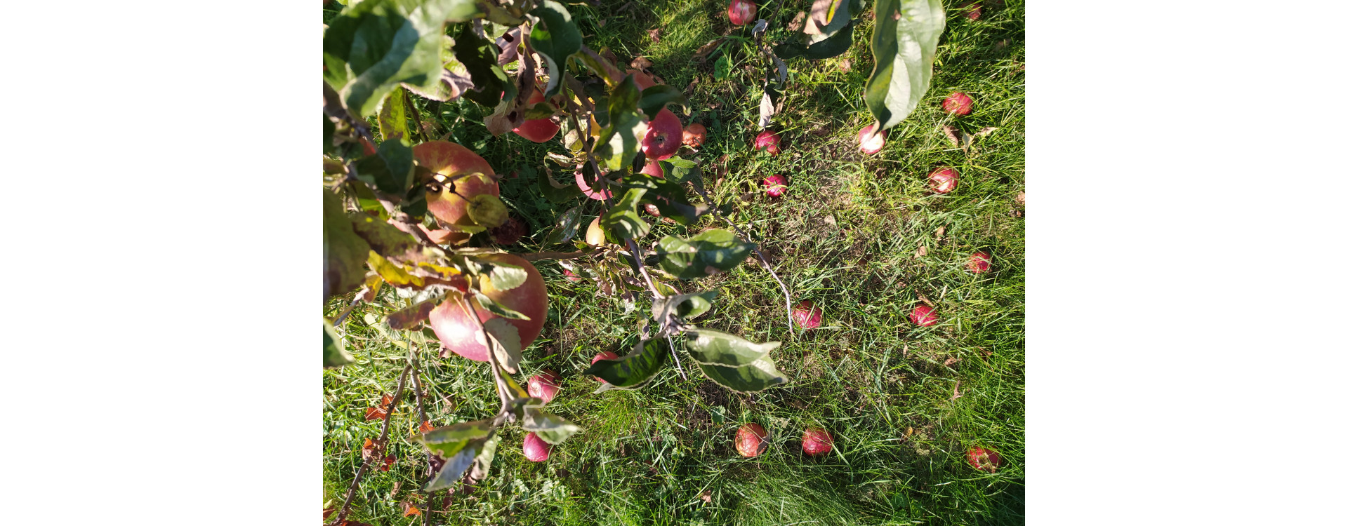 Növényvédelmi teendők – 2020. szeptember 12-18.