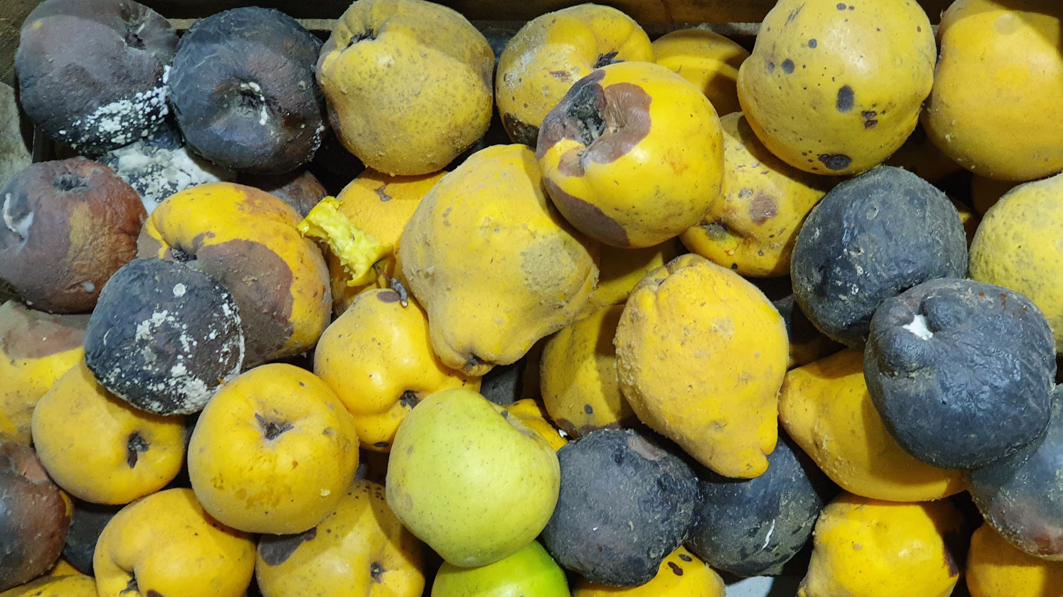 2025. évi 20. növényvédelmi felhívás