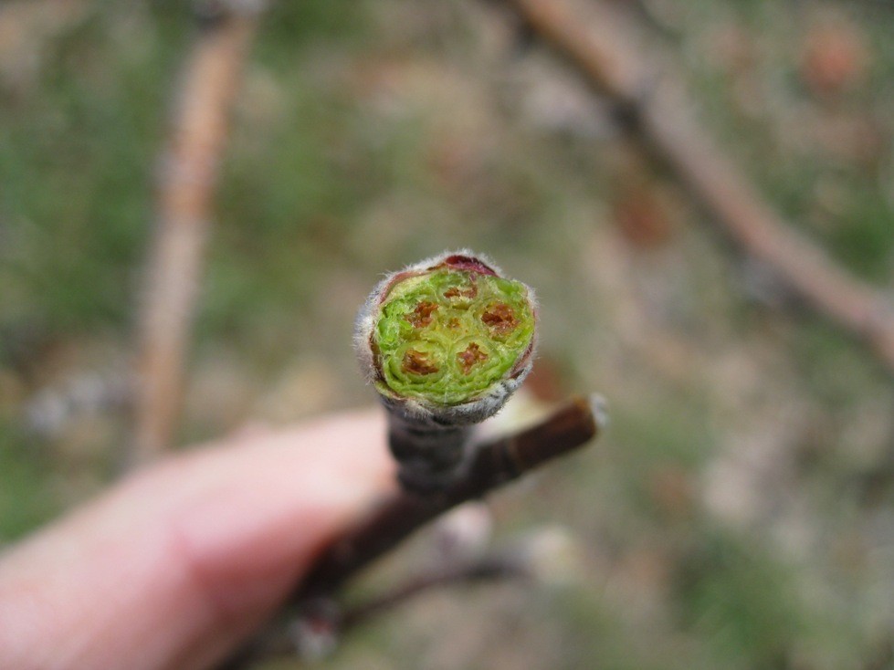 Növényvédelmi előrejelzés – 2018. március 31.-április 6.