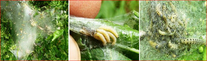 Időszerű növényvédelmi teendők a közterületeken 2017. évi 4. levél
