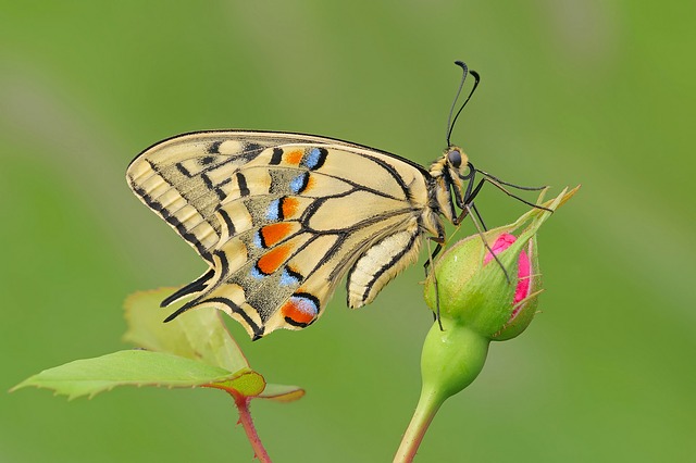 Búcsú a pillangóktól