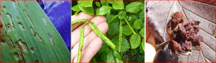 Időszerű növényvédelmi teendők a közterületeken 2017. évi 5. levél