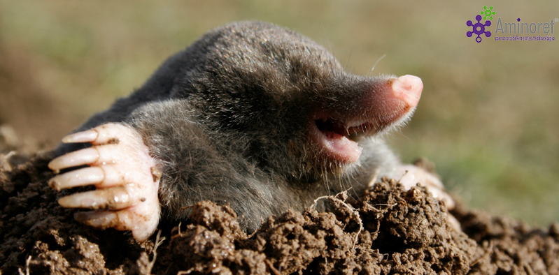 Talajlakók ellen, vegyszer nélkül HORTOBIO