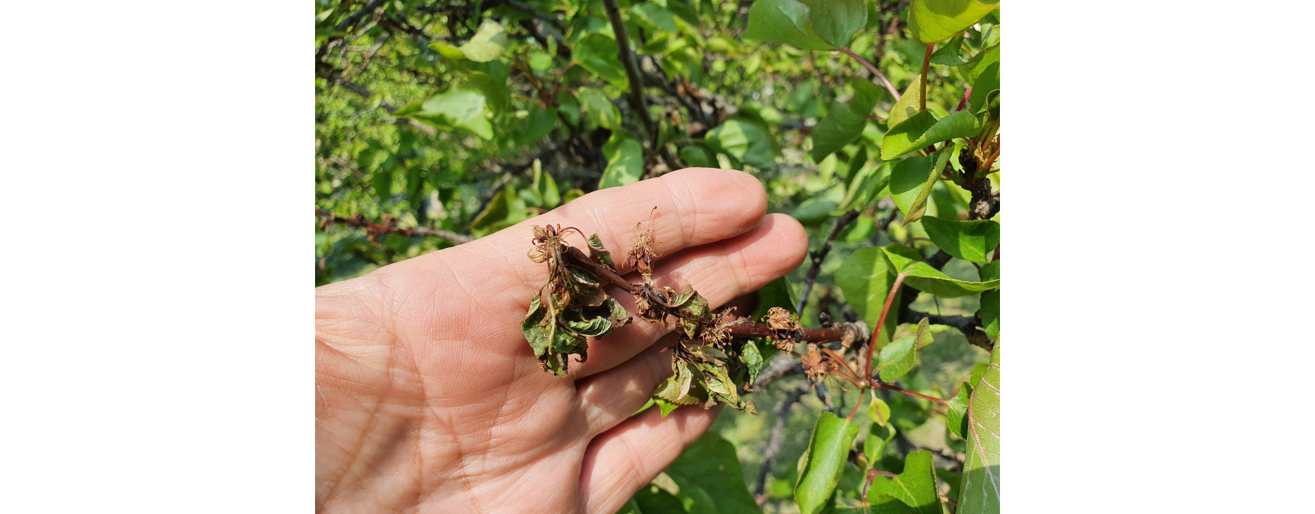 2021. évi 11. növényvédelmi felhívás – Zsigó György