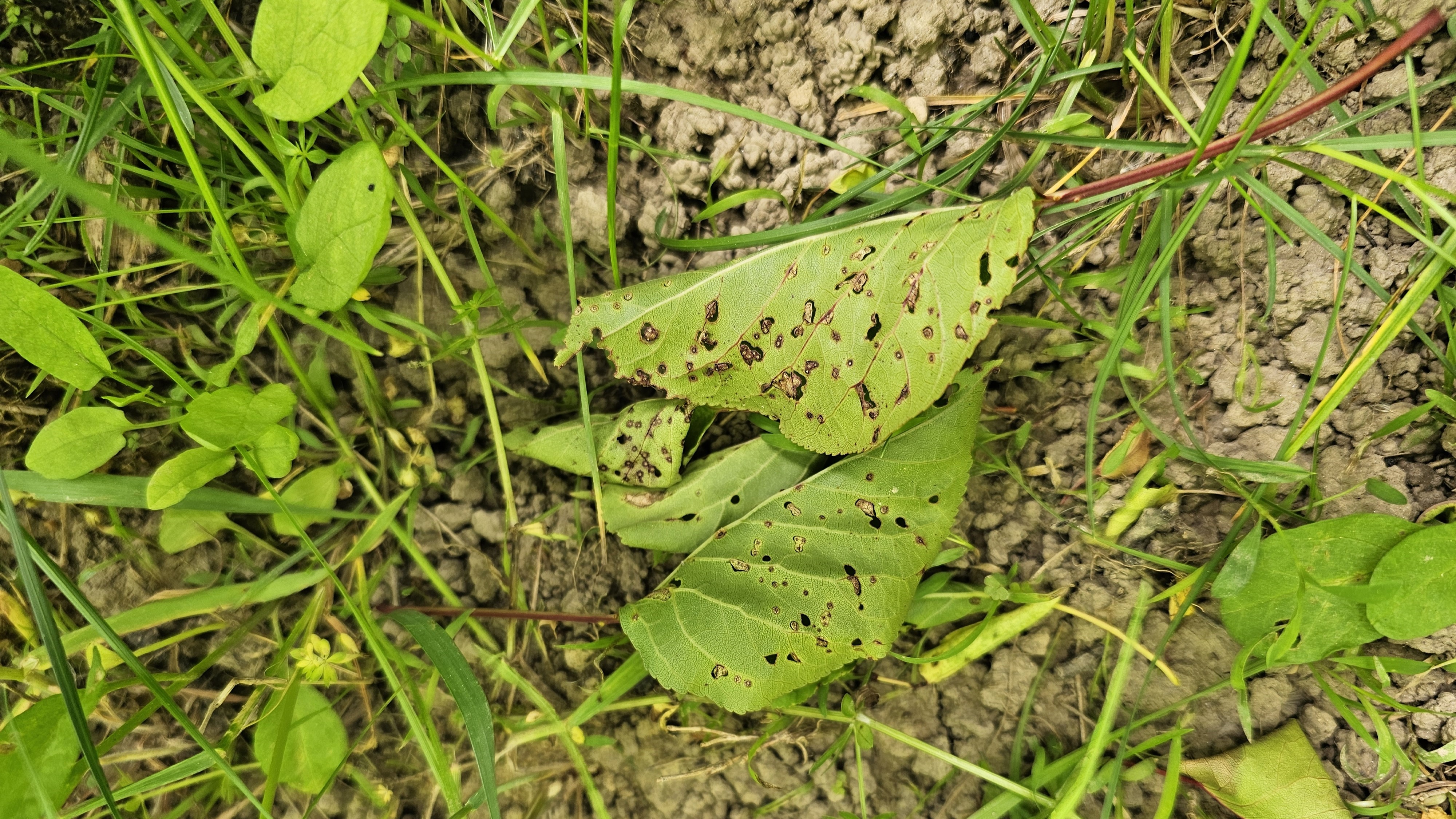2025. évi 9. növényvédelmi felhívás