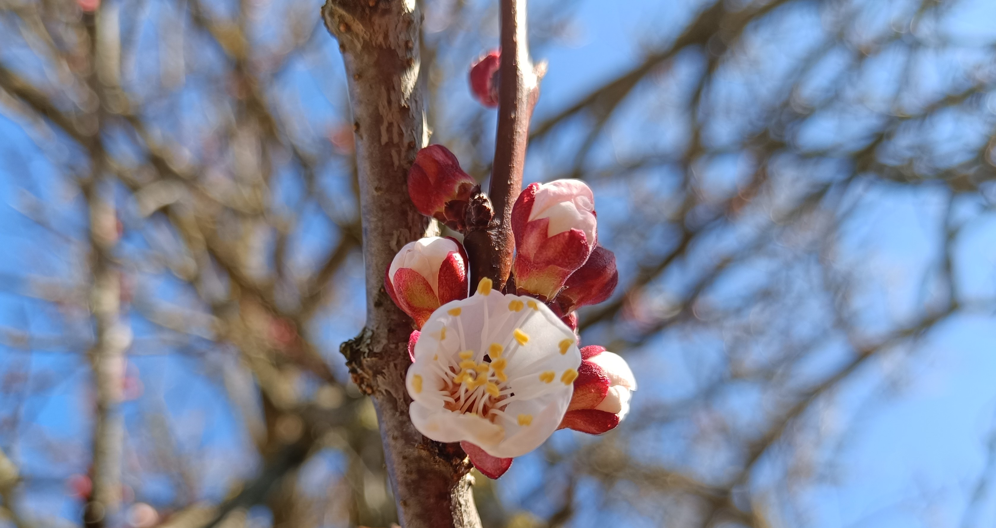 Növényvédelmi teendők – 2024. március 1. hét