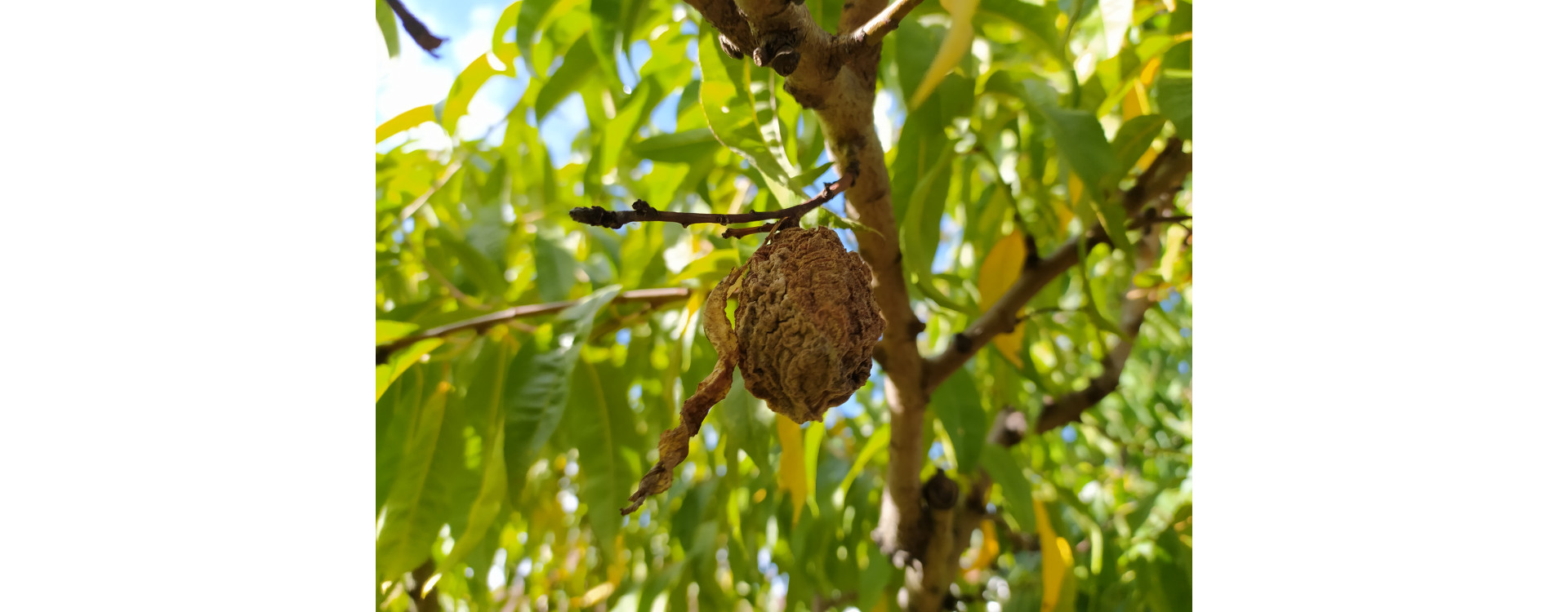 Növényvédelmi teendők – 2020. szeptember 26. – október 2.