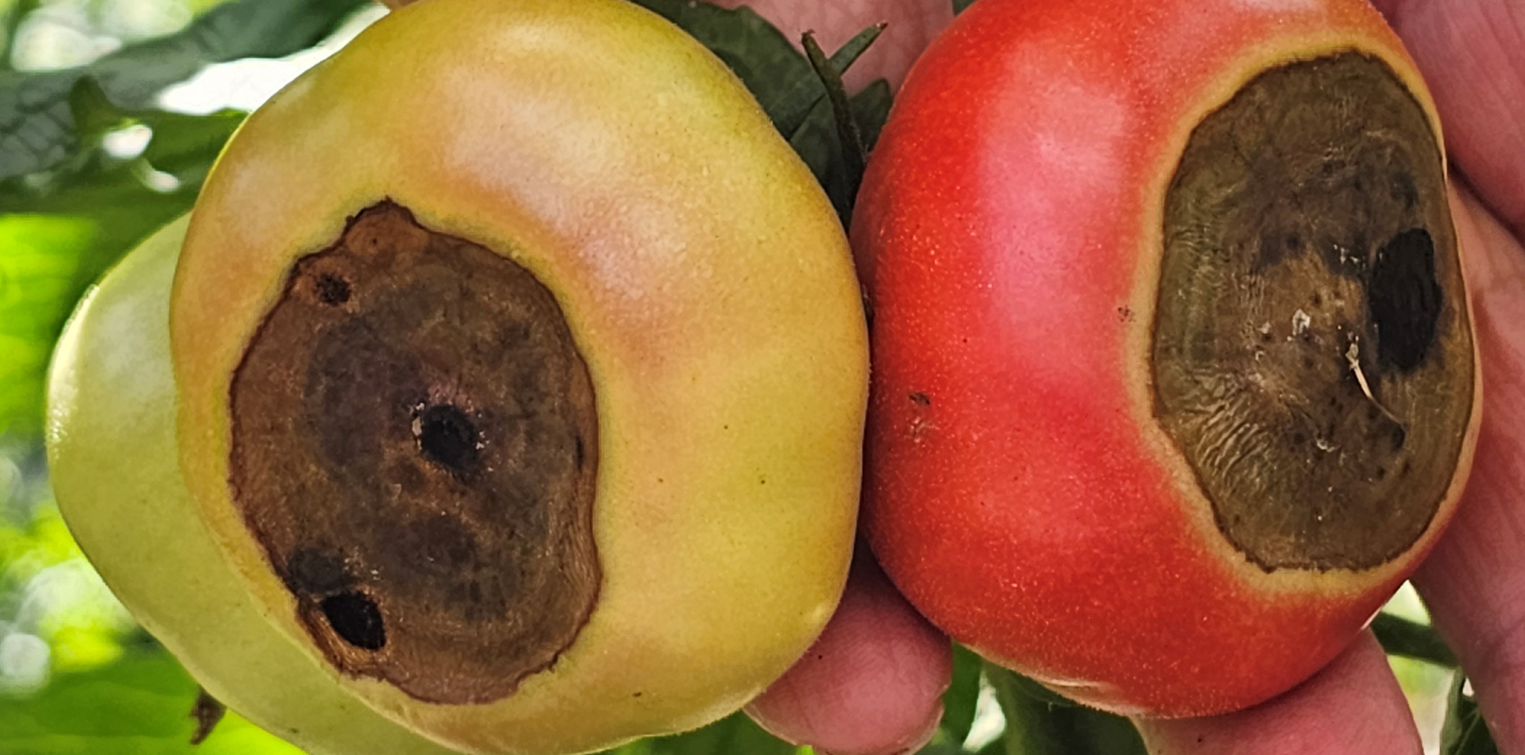 2023. évi 19. növényvédelmi felhívás – Zsigó György