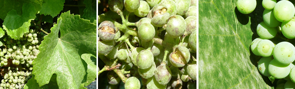 Zsigó György – Hasznos közlendők kertbarátoknak – 2018/11