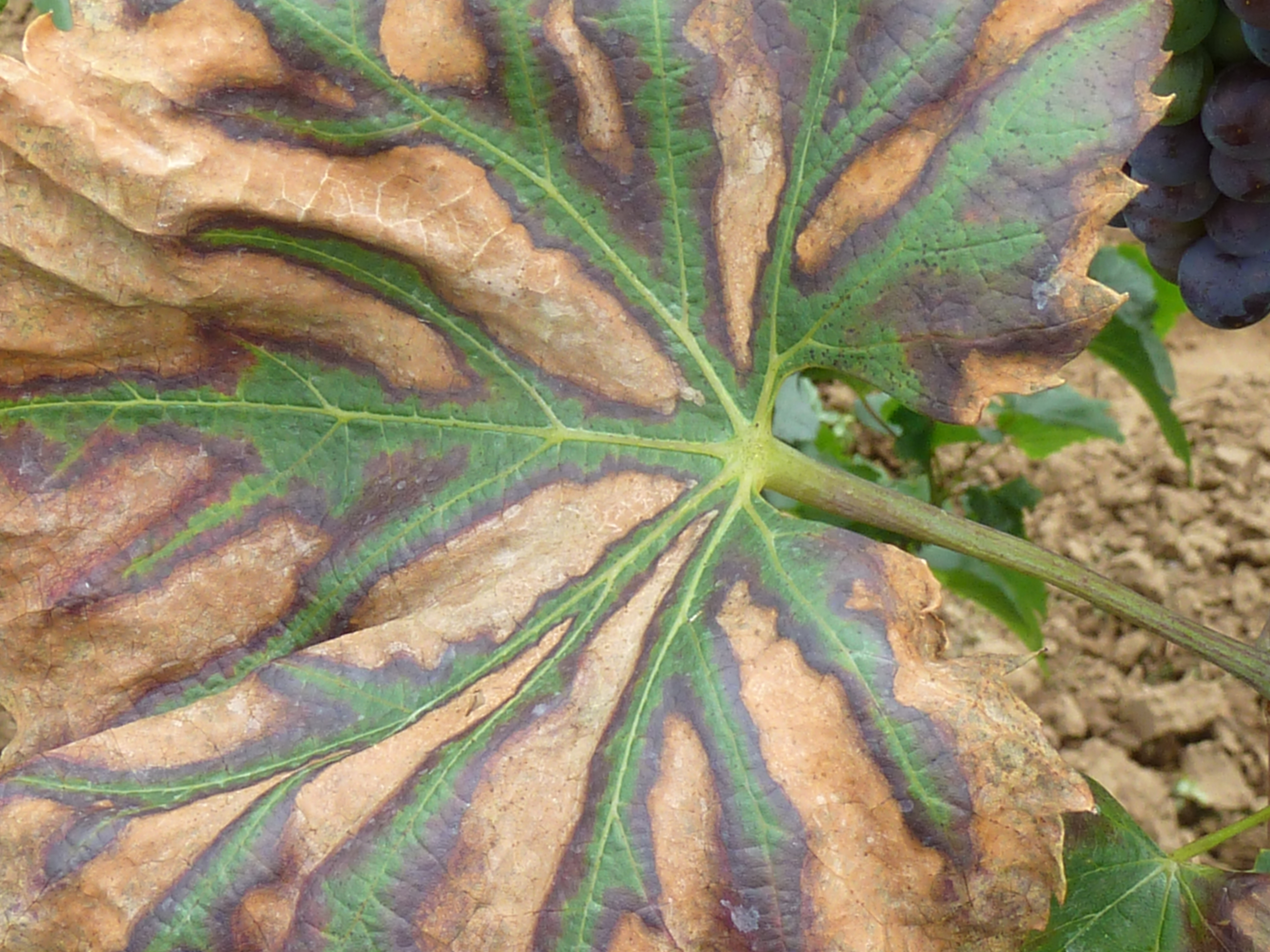 2021. évi 21. növényvédelmi felhívás – Zsigó György