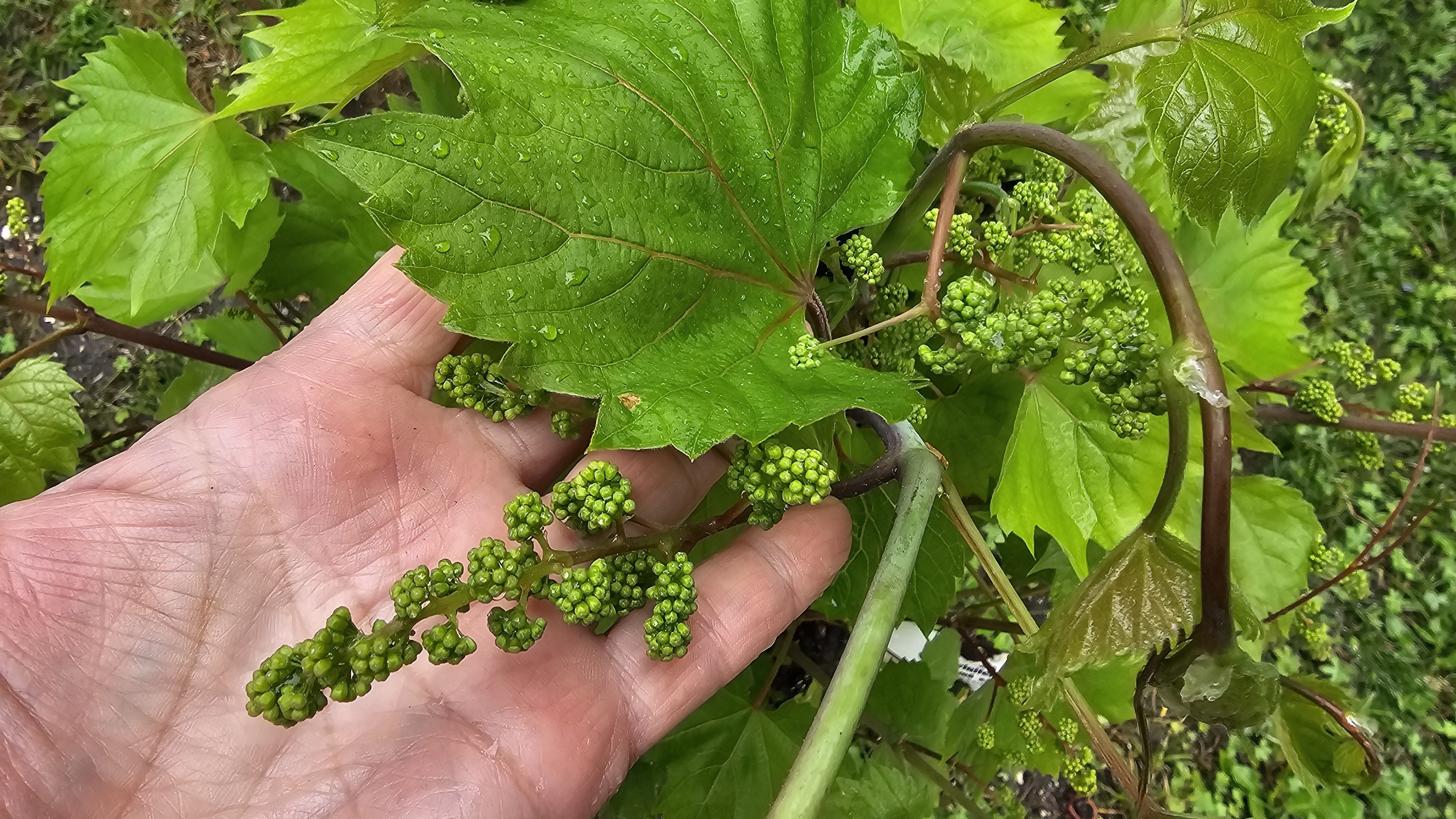 2024. évi 9. – szőlős – növényvédelmi felhívás