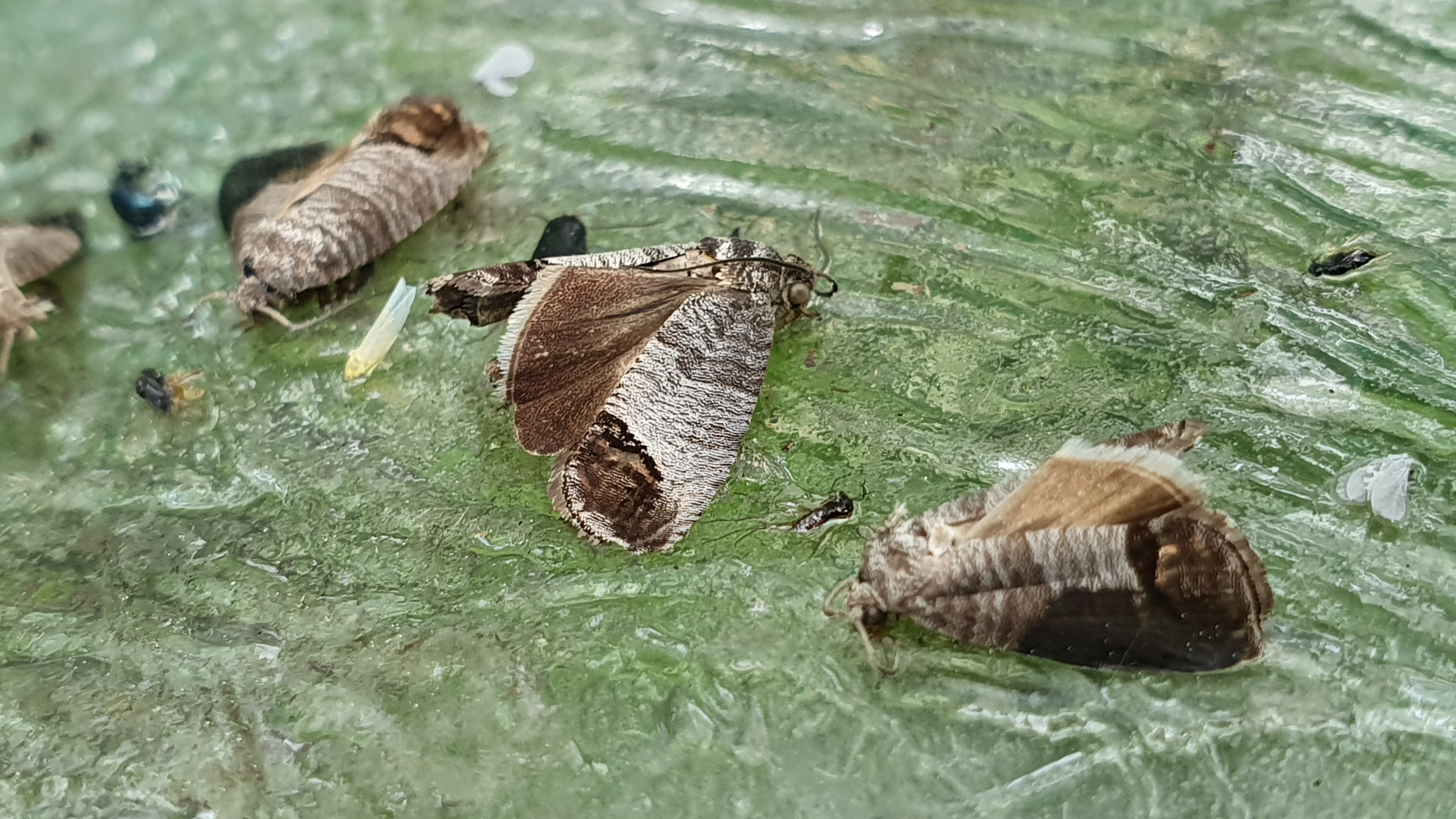 2025. évi 10. növényvédelmi felhívás