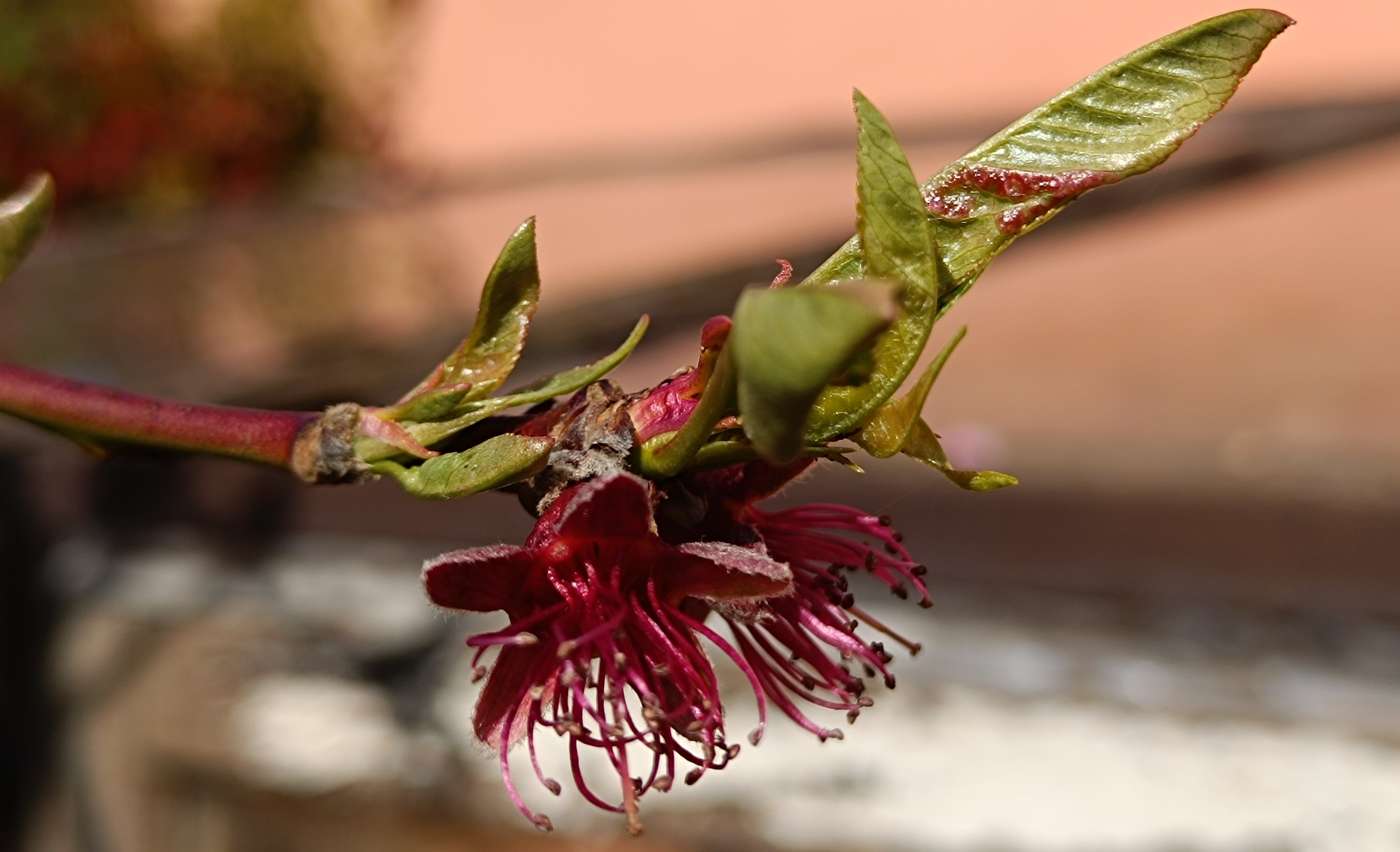 2024. évi 5. – tafrinás – növényvédelmi felhívás