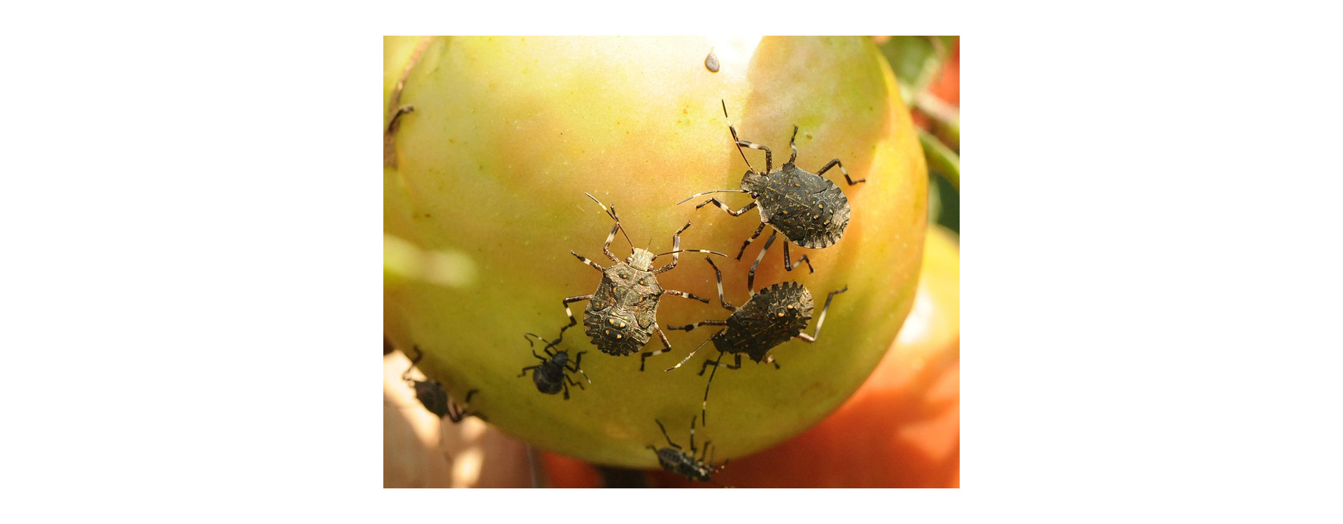 Növényvédelmi teendők – 2019. június 13-19.