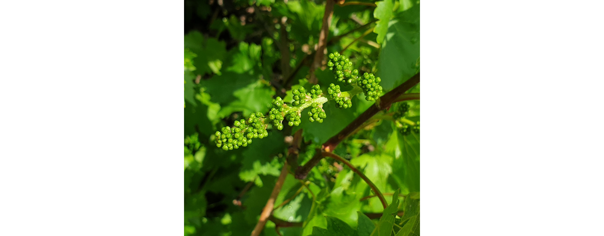 Zsigó György – Hasznos közlendők kertbarátoknak – 2019/11