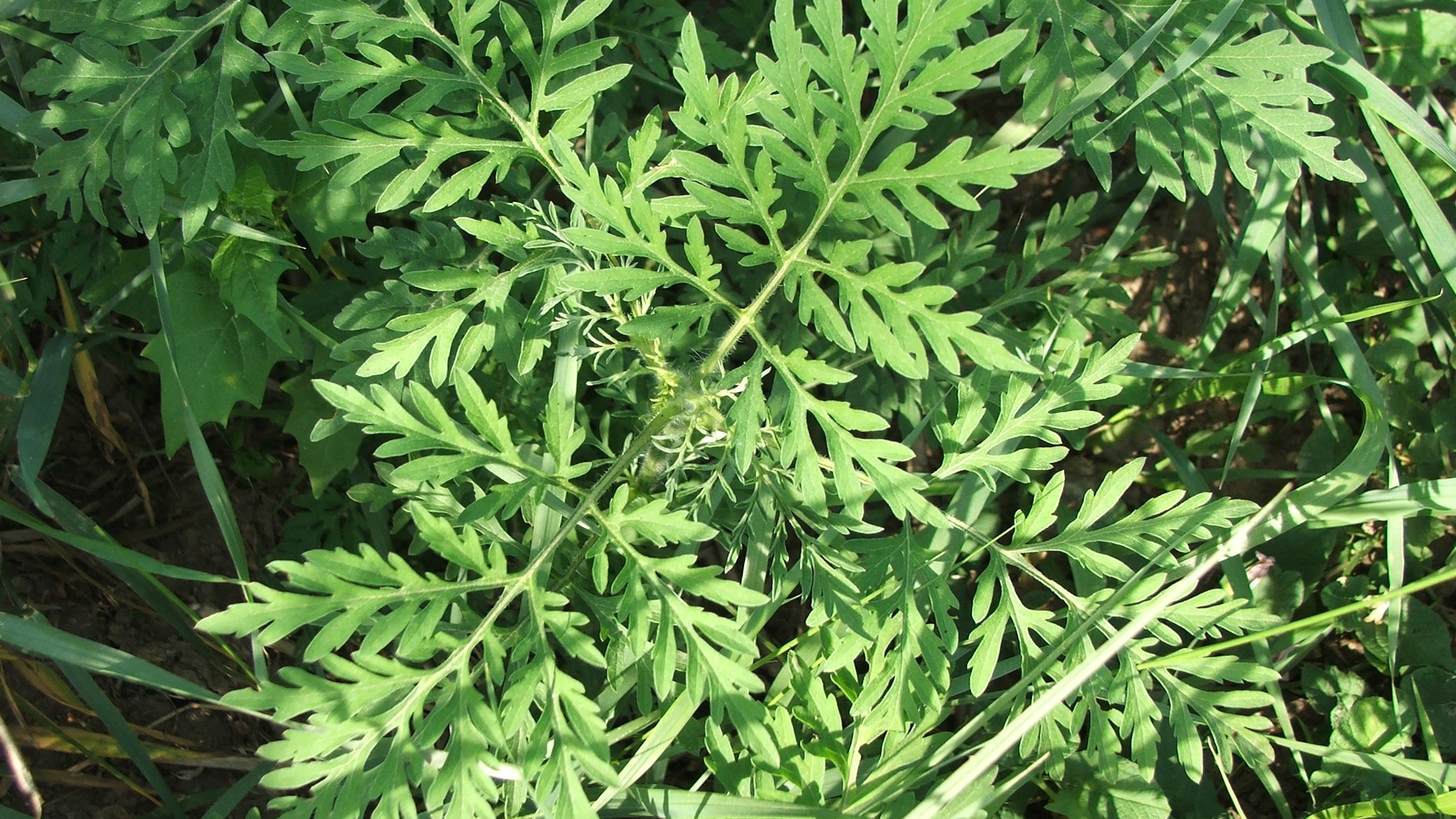 Tények és tévhitek a parlagfűről és a parlagfűbogárról