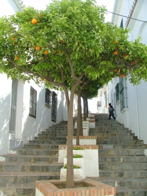 Napernyő alá bújnának a gyümölcsök is