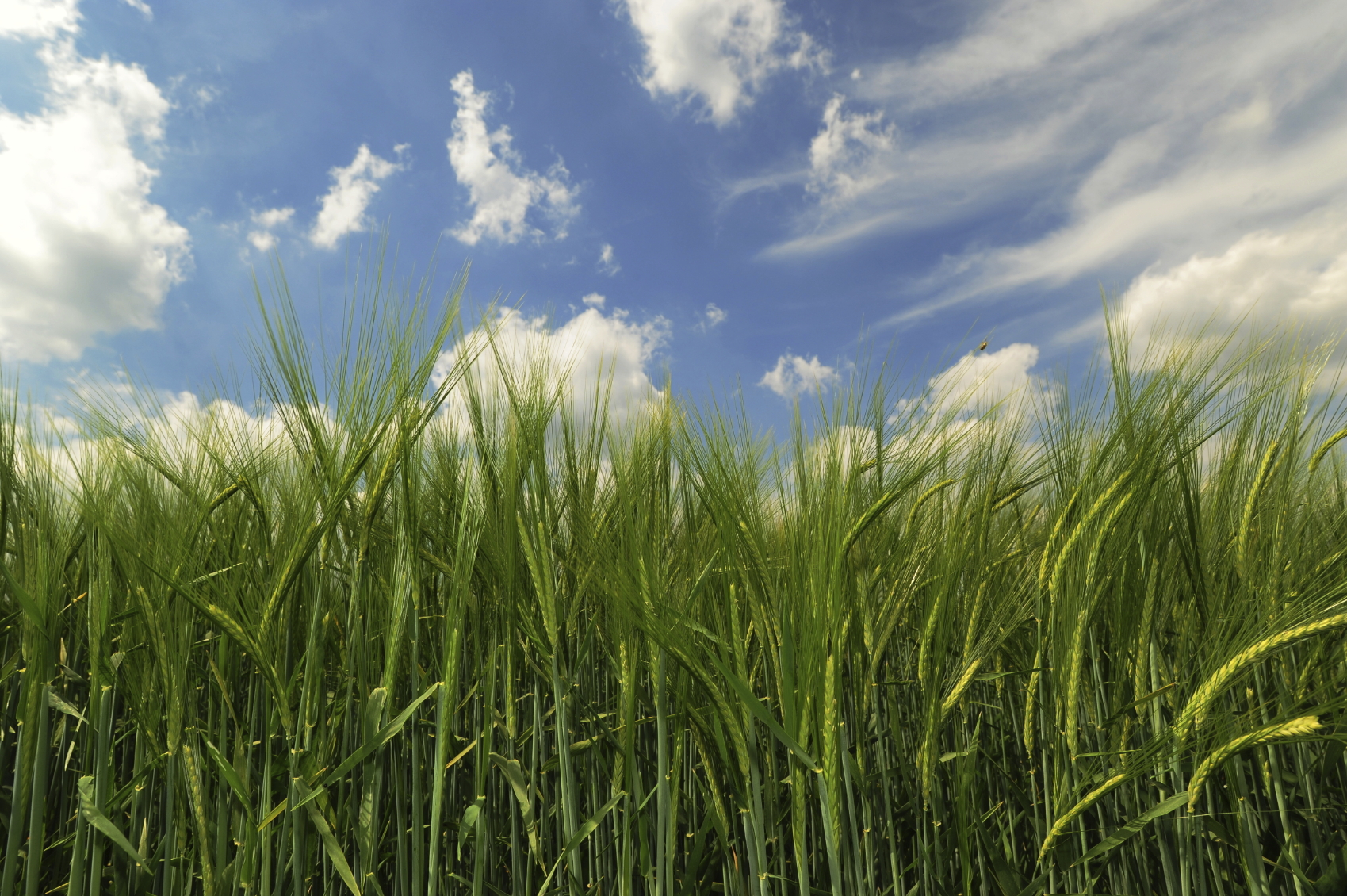 Kártevők felmérése, poharas csapdázási módszerrel