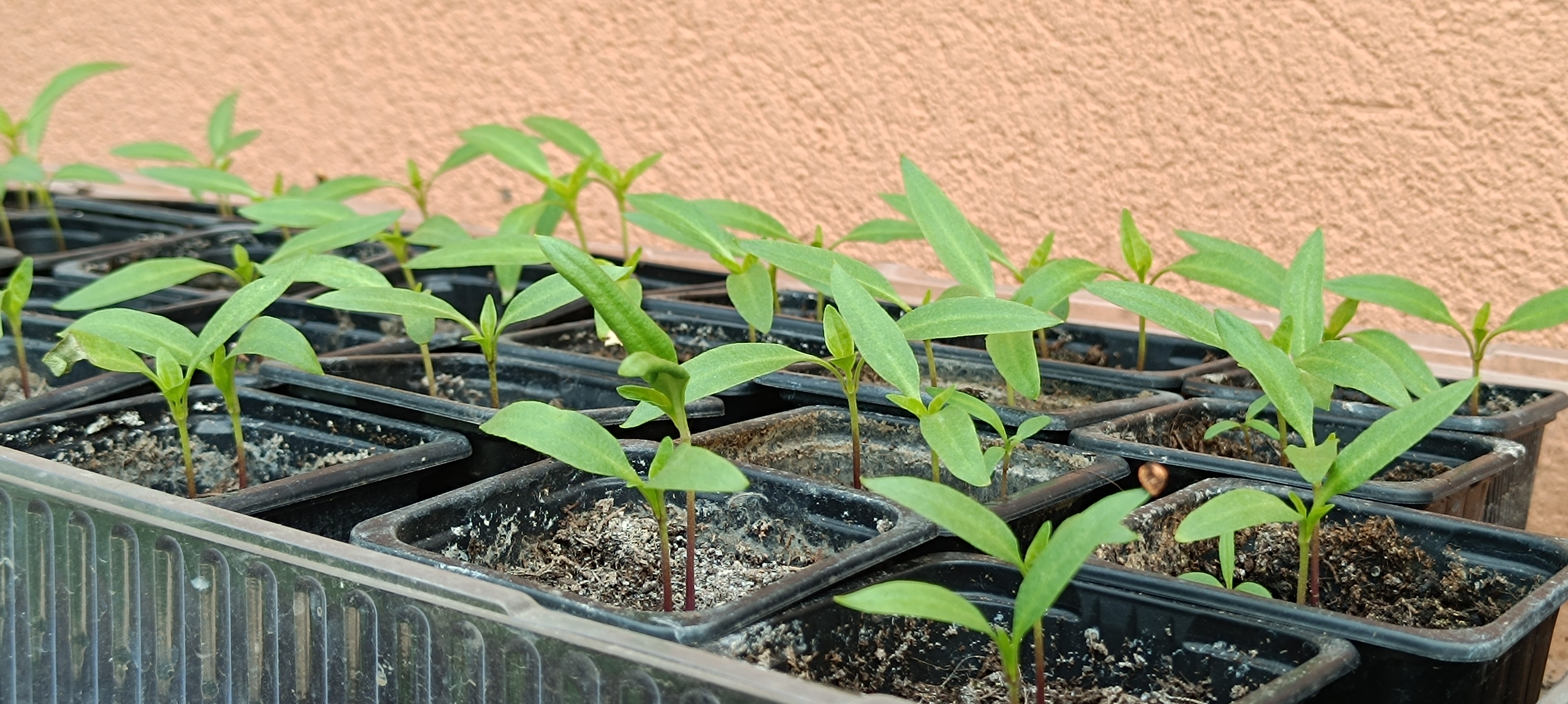 Növényvédelmi teendők – 2024. április 2. hét